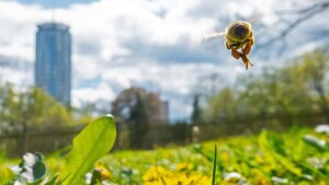 Eine Biene hält Ausschau und fliegt über einer Blüte des Löwenzahn, Taraxacum sect. Ruderalia, am 24.04.2023 auf dem Gelände des als Prinzessinnenschlösschen bekannten Griesbachschen Gartenhaus, Imre Kertész Kolleg Jena der Friedrich Schiller Universität, der Friedrich-Schiller-Universität Jena in Jena. Im Hintergrund ist das Gebäude des Jentowers zu sehen.